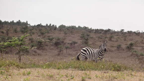 Image of zebra