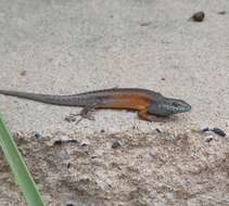 Image of Open-litter Rainbow-skink