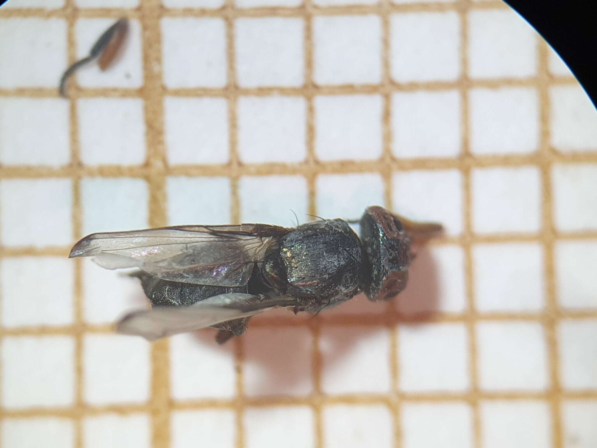 Image of Picture-winged fly