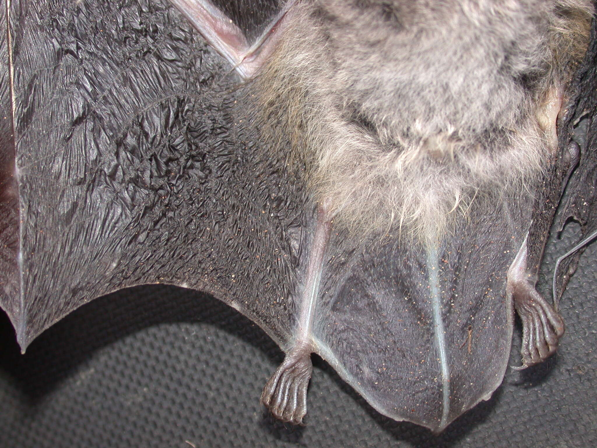 Image of Common Asiatic Myotis