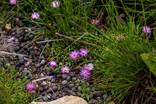 Image of Delosperma lavisiae L. Bol.