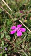 Image of Dianthus deltoides subsp. deltoides