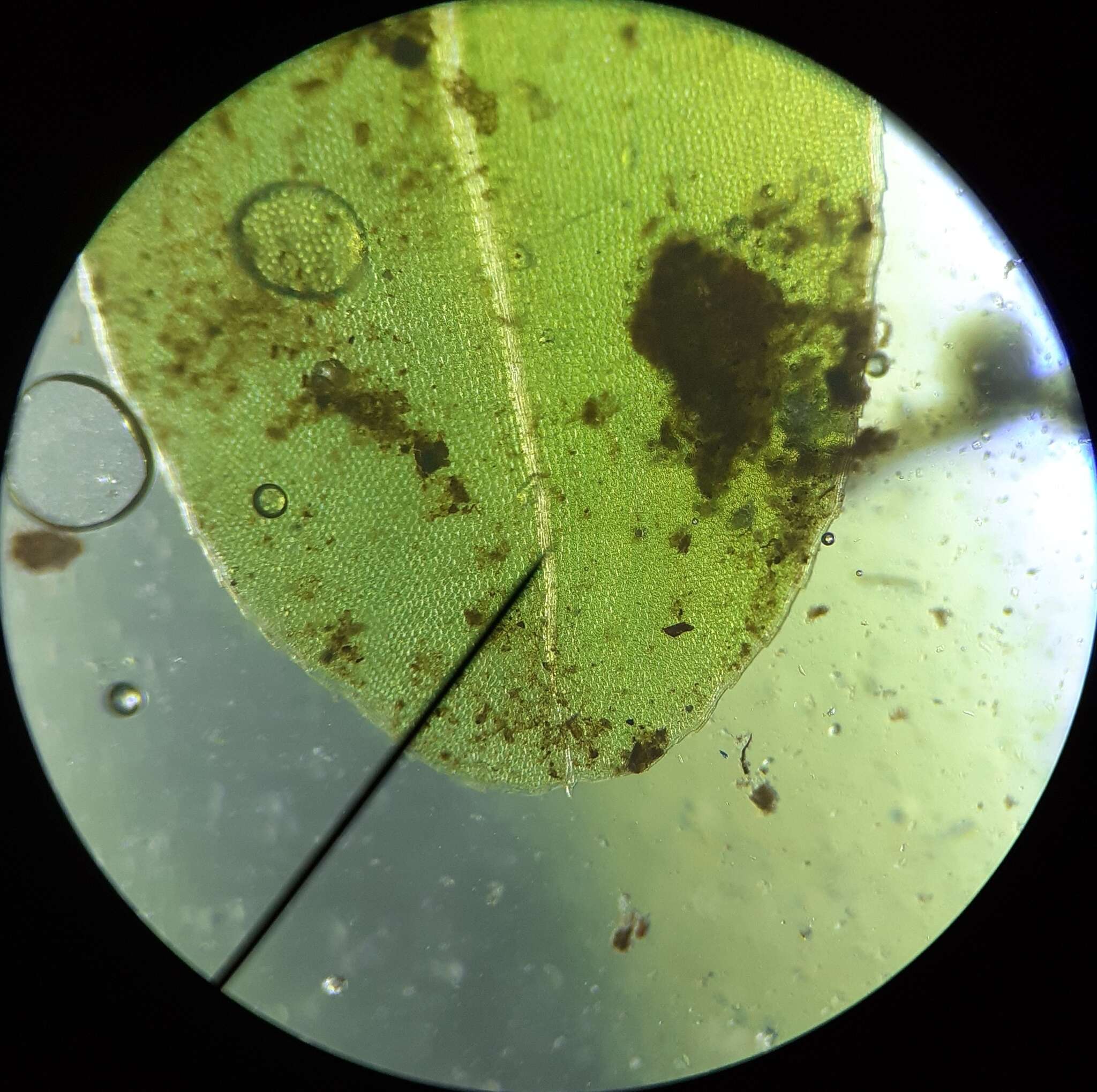 Image of plagiomnium moss