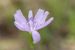 Image of Texas skeletonplant