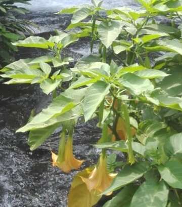 Image de Brugmansia insignis (Barb-Rodr.) T. E. Lockwood ex E. Wade Davis