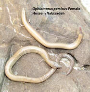 Image of Persia Snake Skink