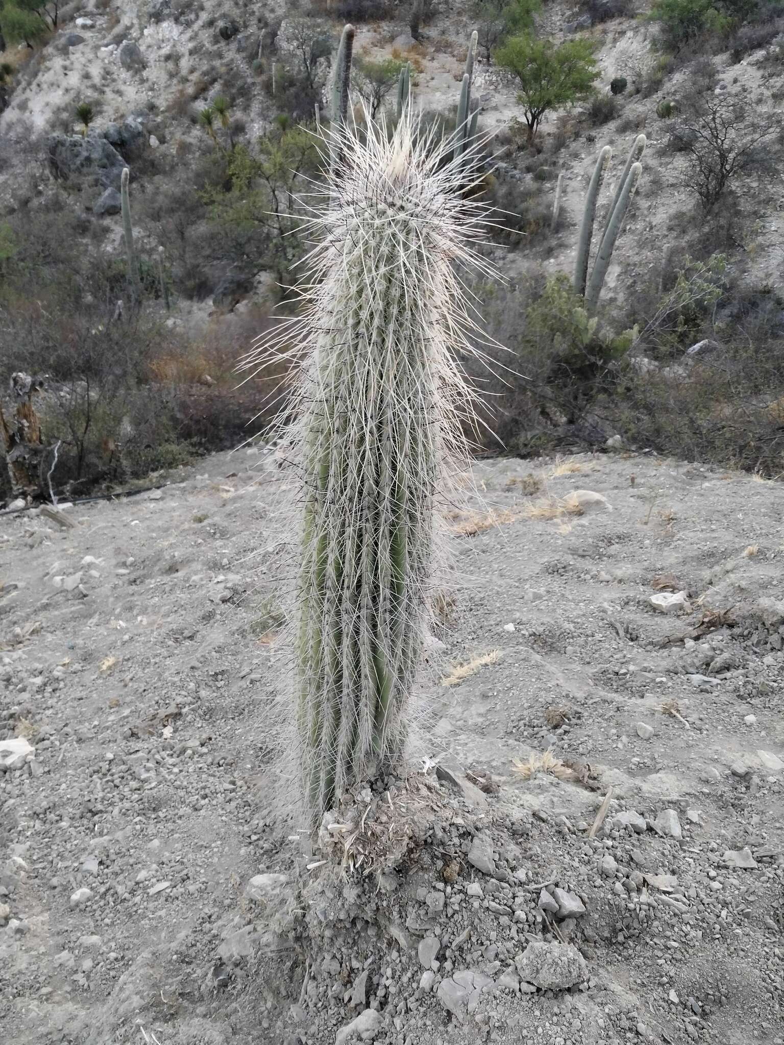 Image of Cephalocereus columna-trajani (Karw.) K. Schum.