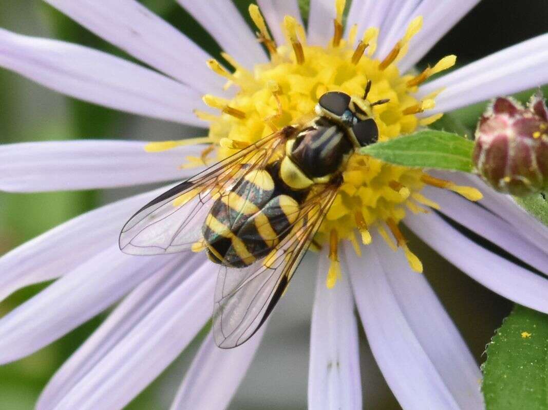 Image of Dasysyrphus albostriatus (Fallen 1817)