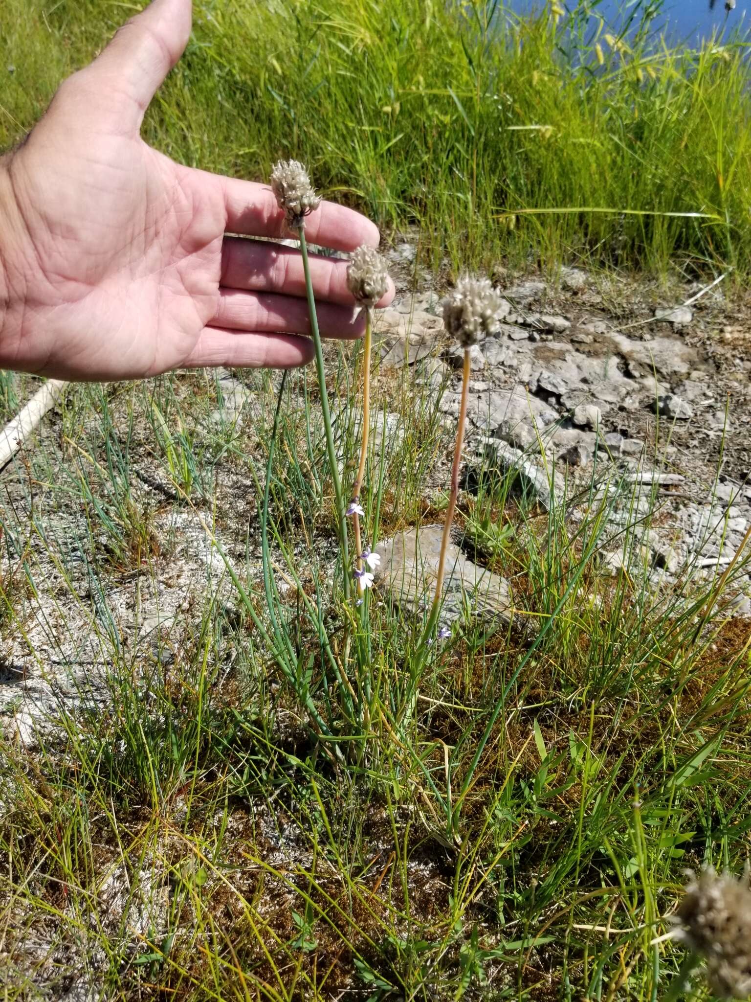 Image of wild chives