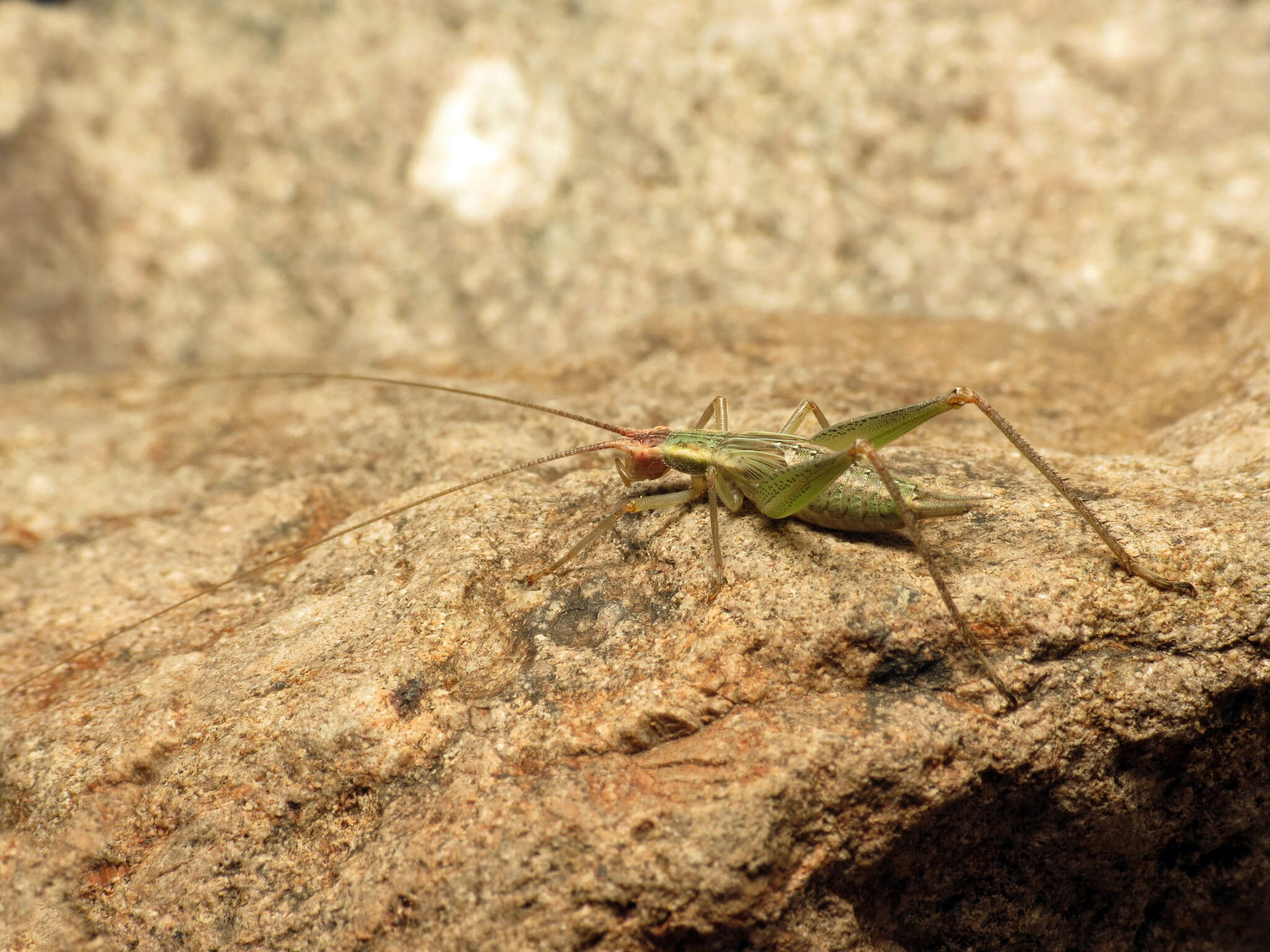 Imagem de Oecanthus californicus pictipennis Hebard 1935