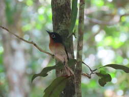 Image of Melanesian Flycatcher