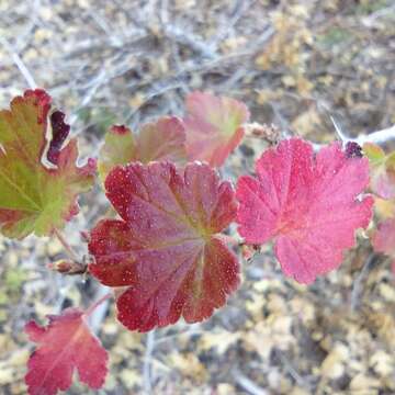 Image of Ribes roezlii var. roezlii