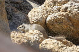 Image of dassie rats