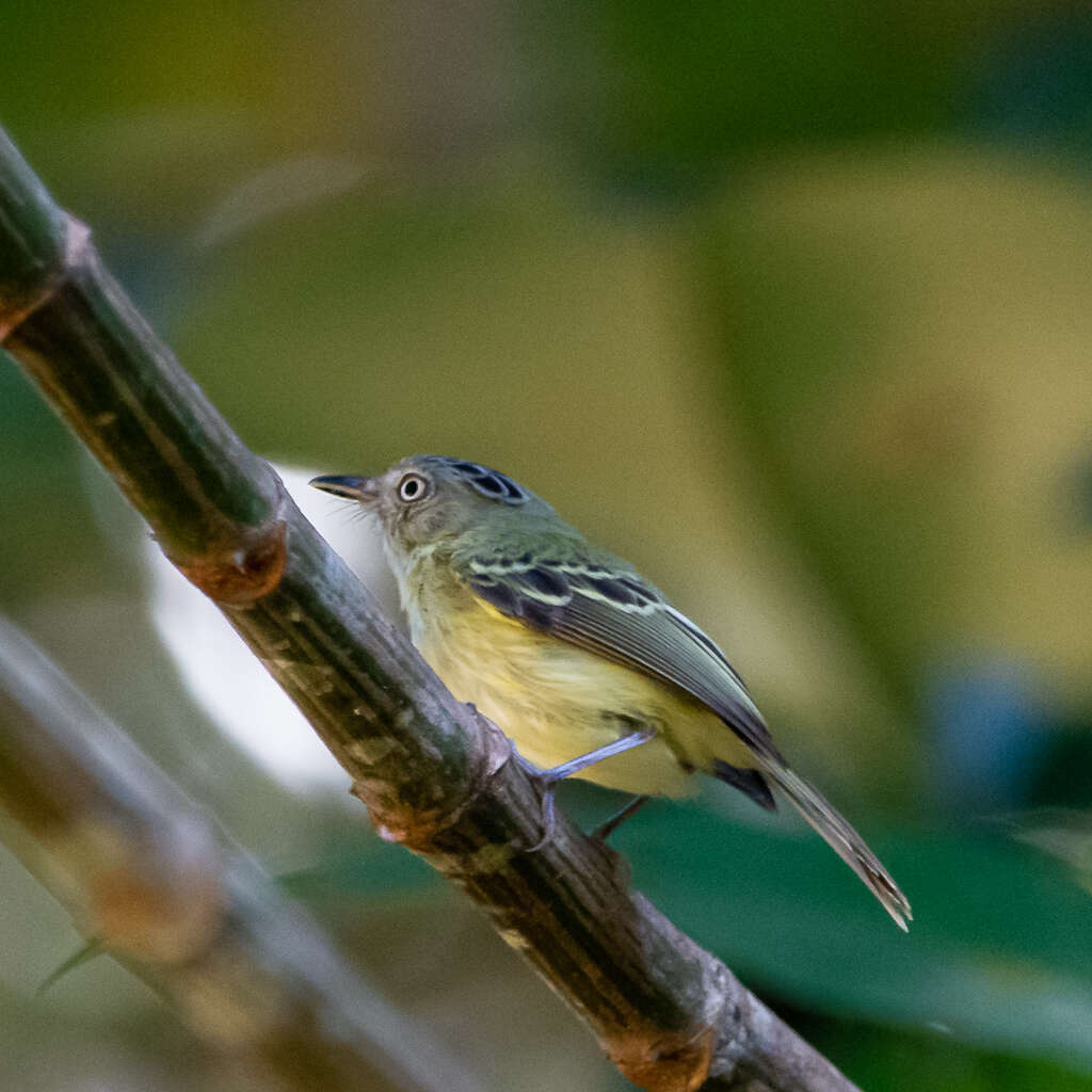 Image of Double-banded Pygmy Tyrant