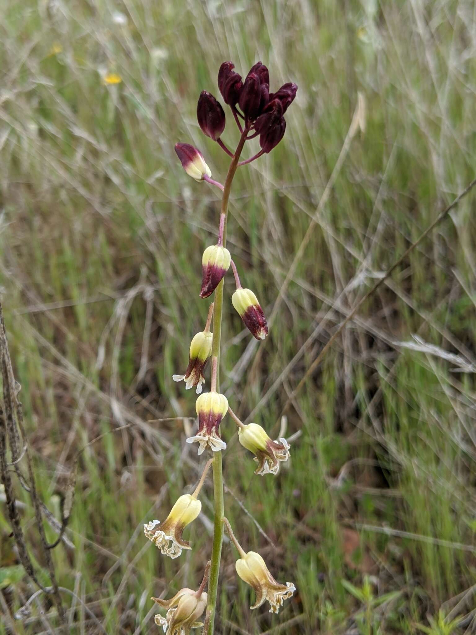 Image de Caulanthus lemmonii S. Watson