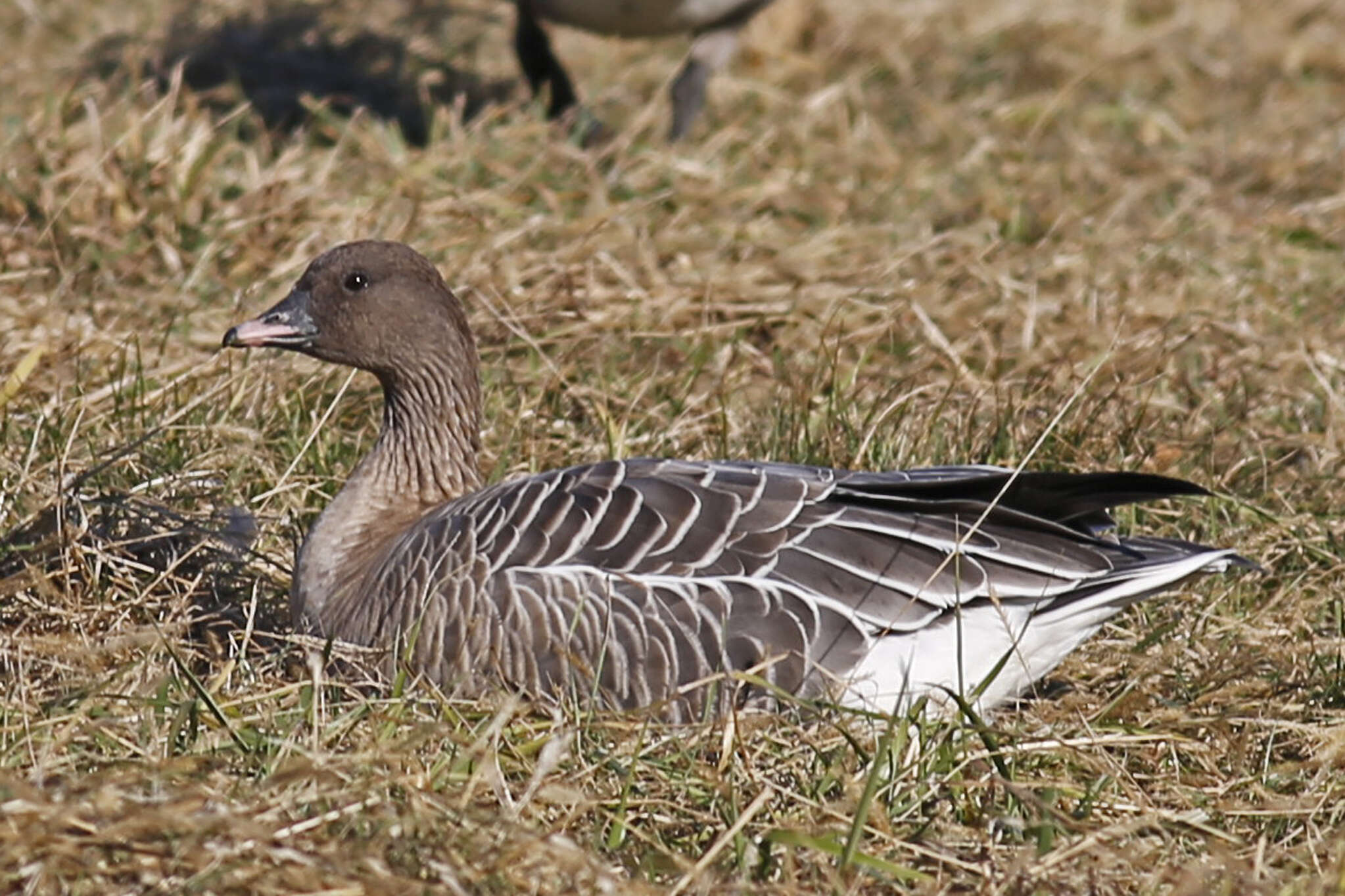 Imagem de Anser brachyrhynchus Baillon 1834