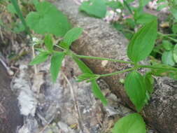 Слика од Moehringia trinervia (L.) Clairv.