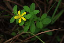 Image de Hypericum ellipticum Hook.