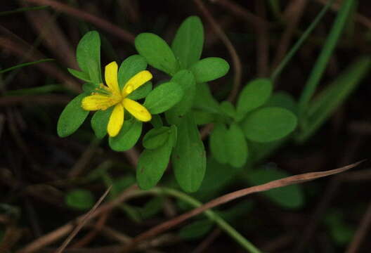 Imagem de Hypericum ellipticum Hook.