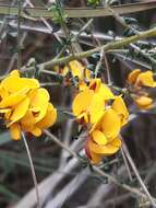 Image of Pultenaea stricta Sims