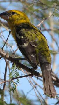 Image of Mexican Yellow Grosbeak