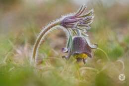 Image of Pulsatilla pratensis subsp. hungarica Soó