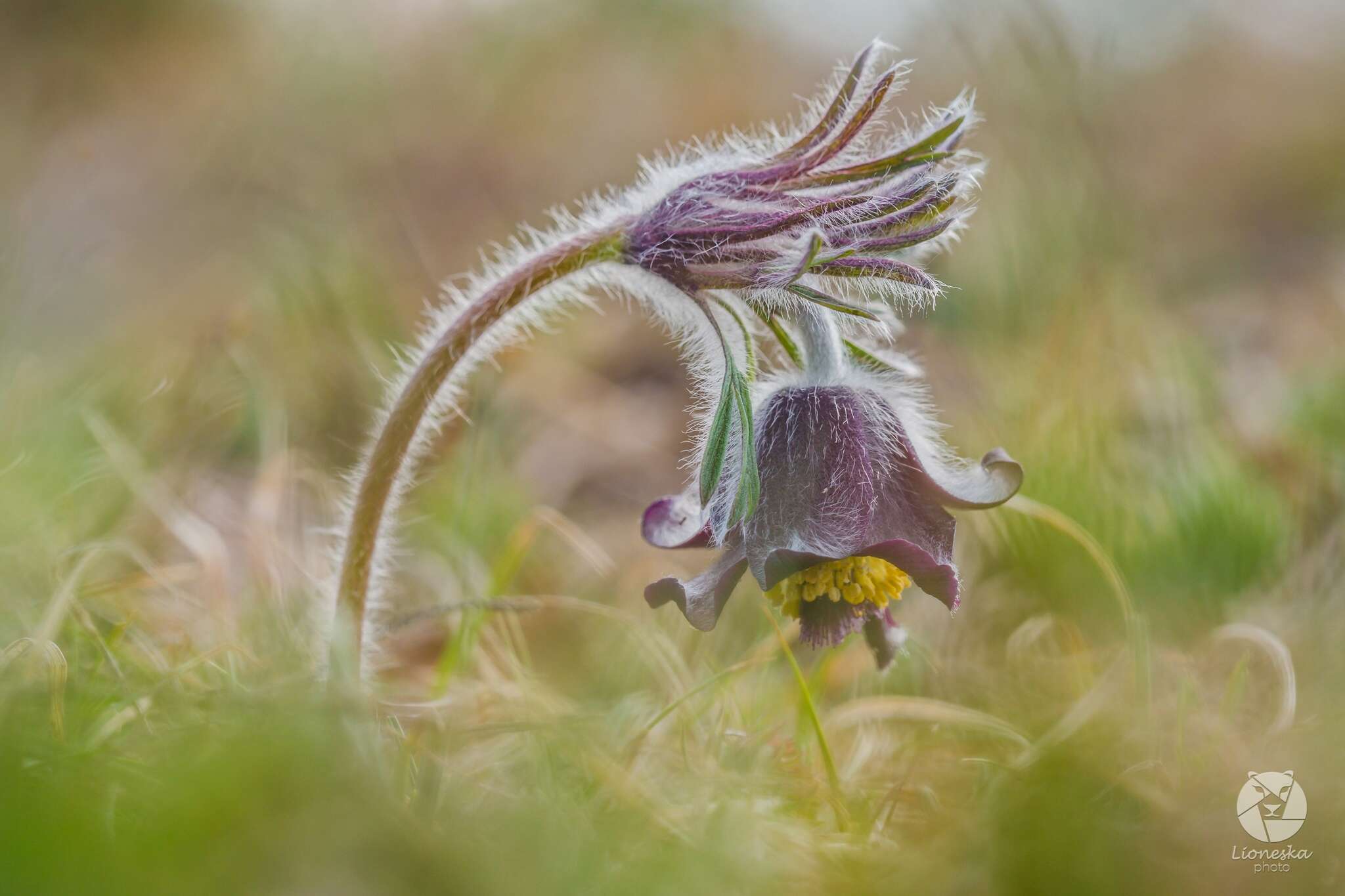 Image of Pulsatilla pratensis subsp. hungarica Soó