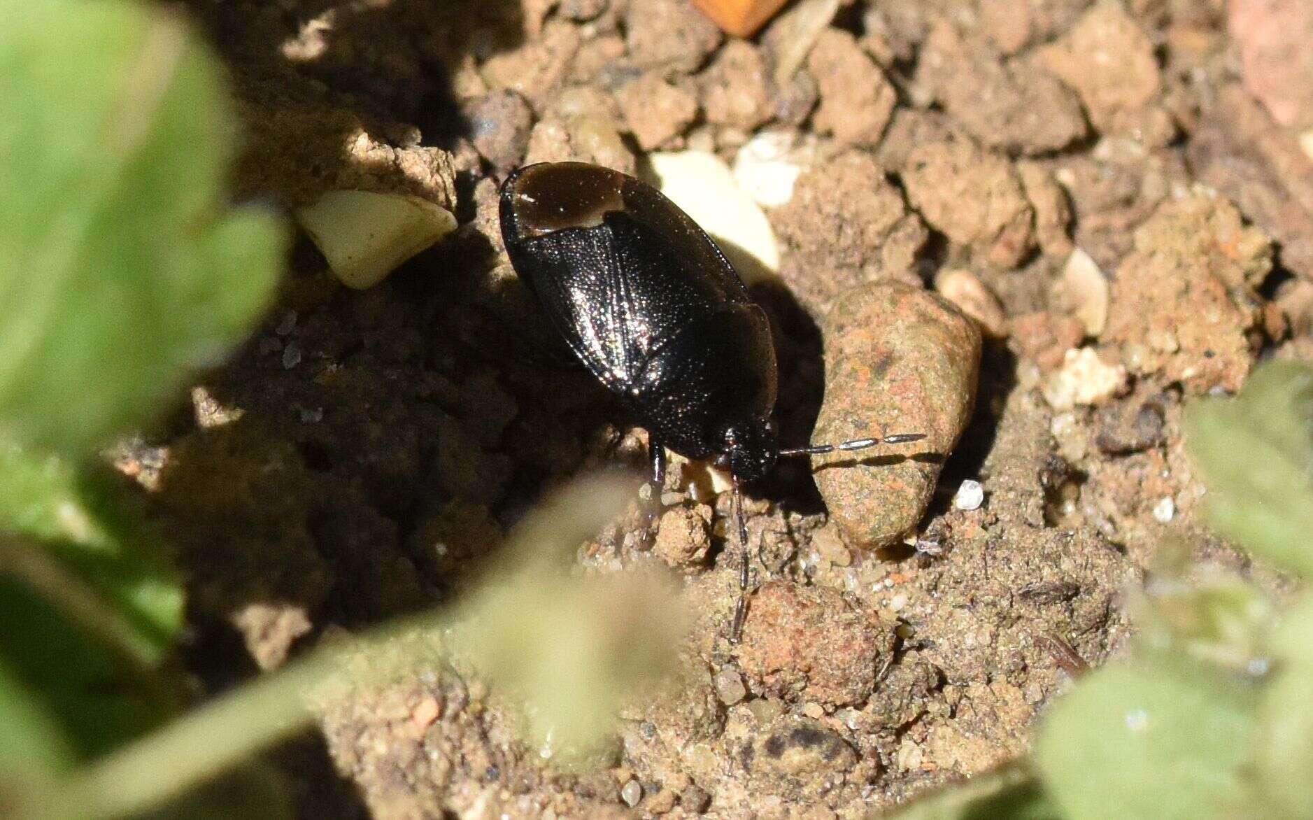 Image of <i>Sehirus luctuosus</i>