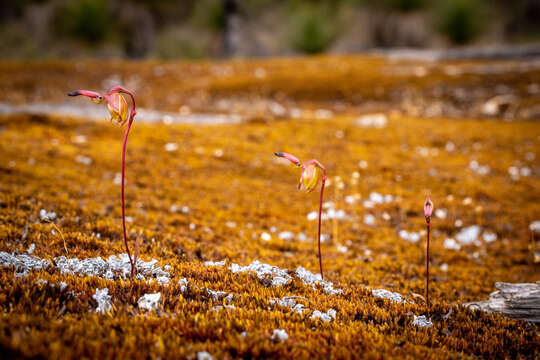 Image of Granite duck orchid