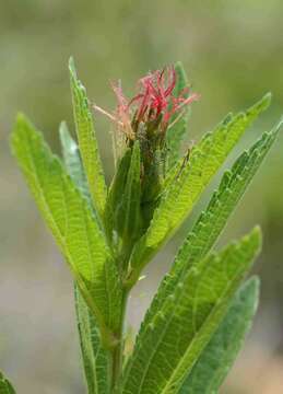 Image of Acalypha punctata Meisn. ex C. Krauss