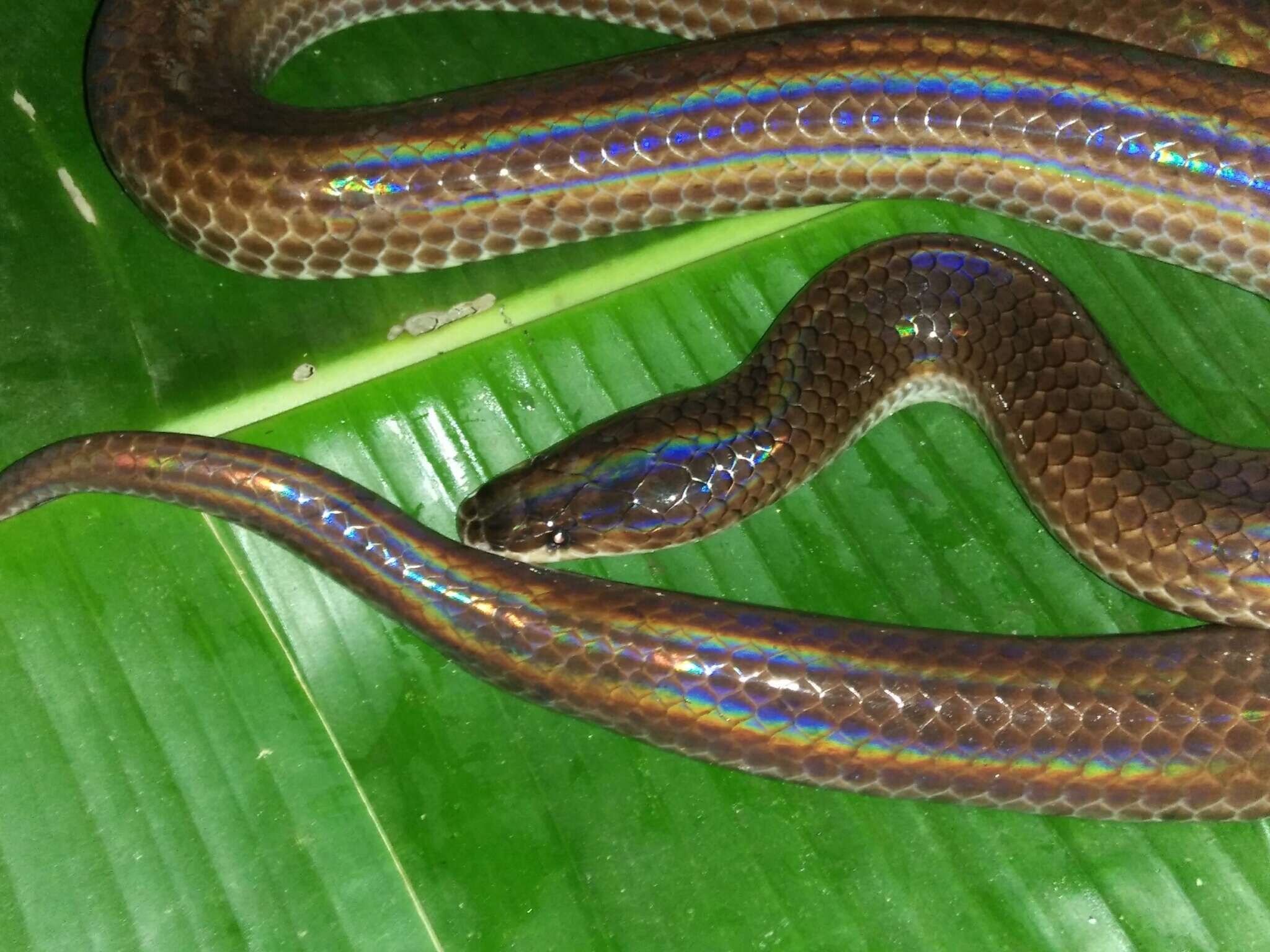 Image of sunbeam snakes