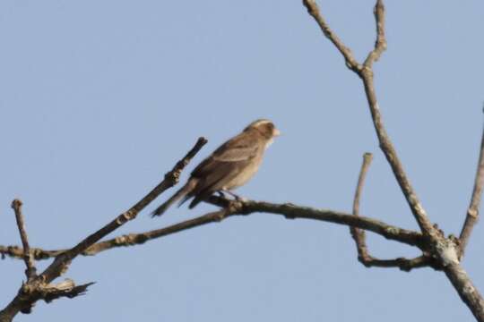 Image of West African Seedeater