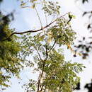 Image of Jacaranda micrantha Cham.