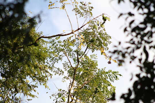 Plancia ëd Jacaranda micrantha Cham.