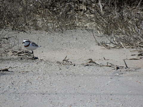 Image of Chestnut-banded Plover