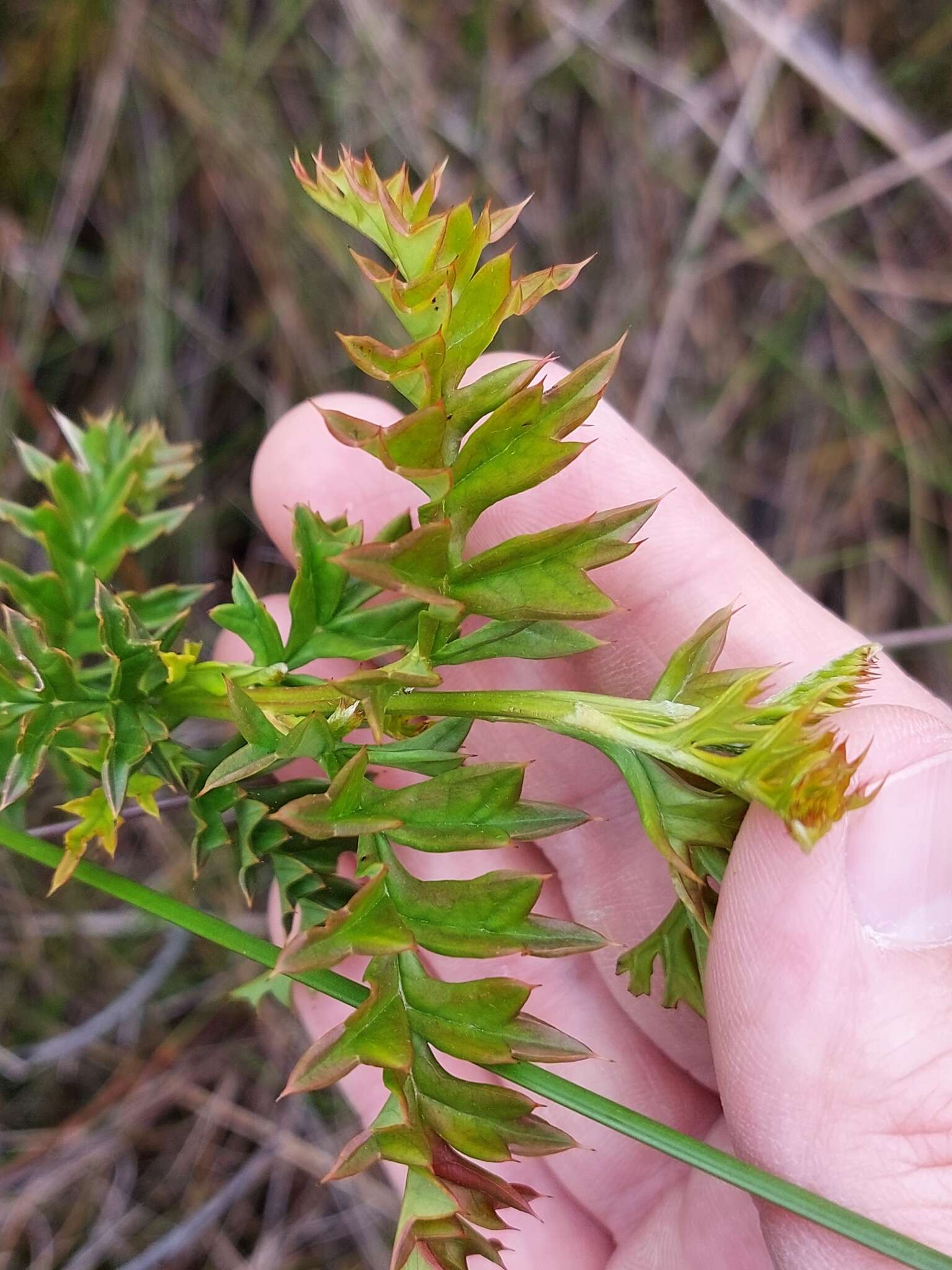 Image of Grevillea acanthifolia A. Cunn.