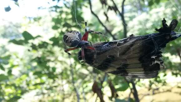 Image of Spotted Orbweaver