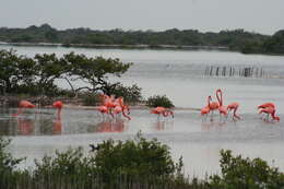 Imagem de Phoenicopterus ruber Linnaeus 1758