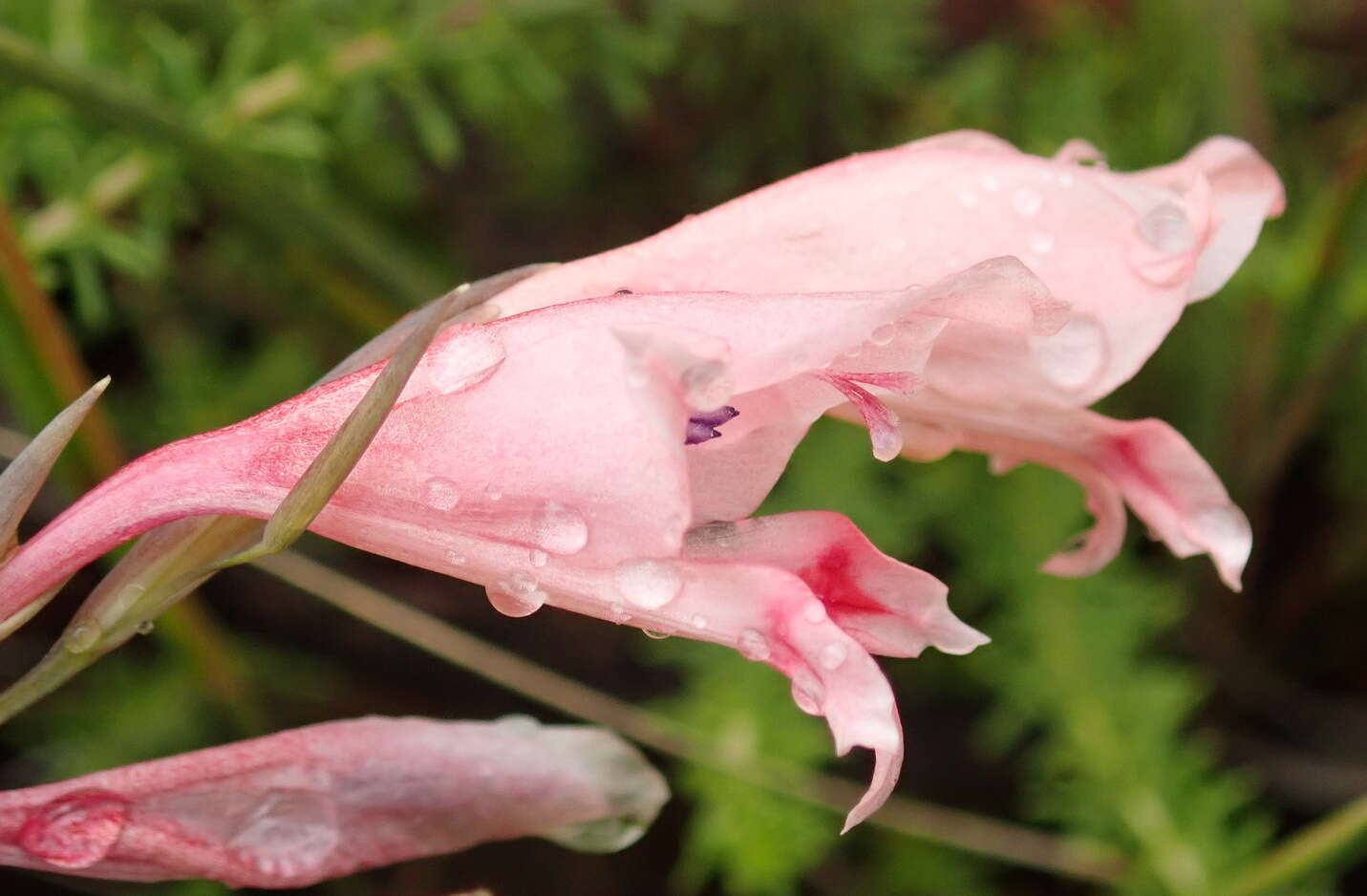 Plancia ëd Gladiolus nigromontanus Goldblatt