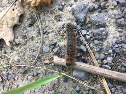 Acronicta hastulifera Smith & Abbot 1797的圖片