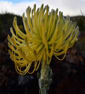 Image of Leucospermum reflexum var. luteum J. P. Rourke