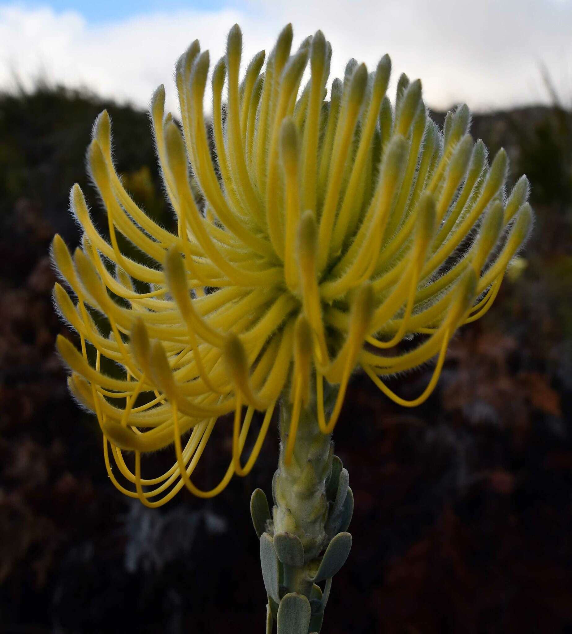 Image of Leucospermum reflexum var. luteum J. P. Rourke