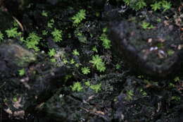 Image of Calymperastrum latifolium Stone 1986