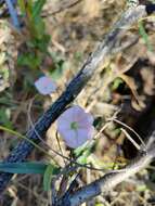 Image de Convolvulus remotus R. Br.