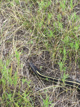 Image of Thamnophis sirtalis fitchi Fox 1951