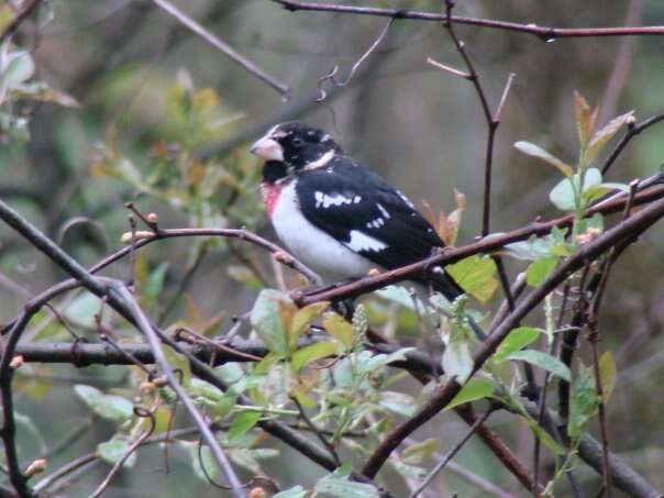 Image of Rose-breasted Grosbeak