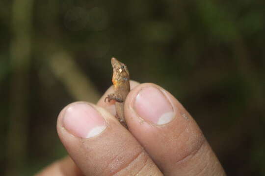 Image of Mouse Anole