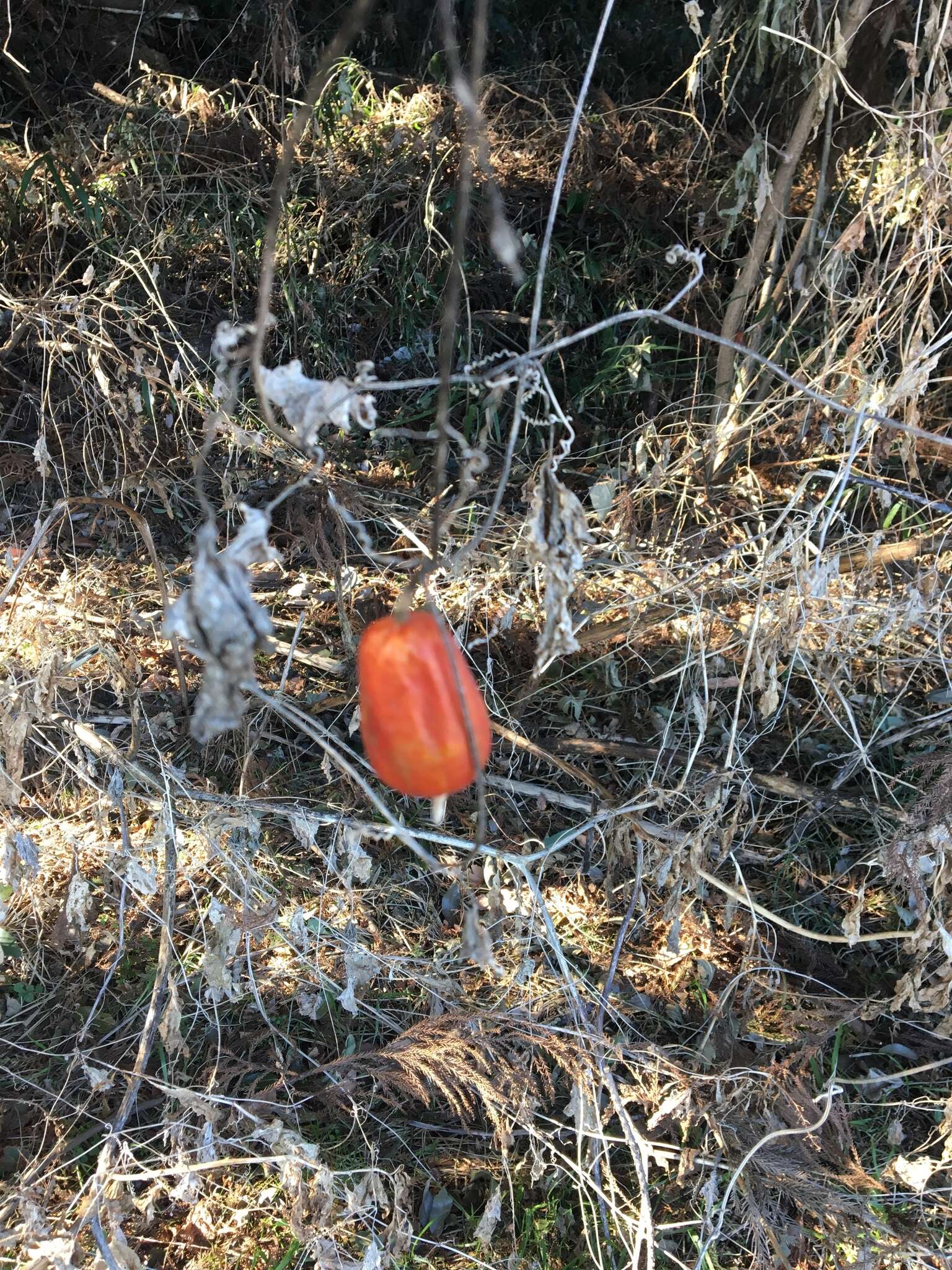 Image of Japanese snake gourd