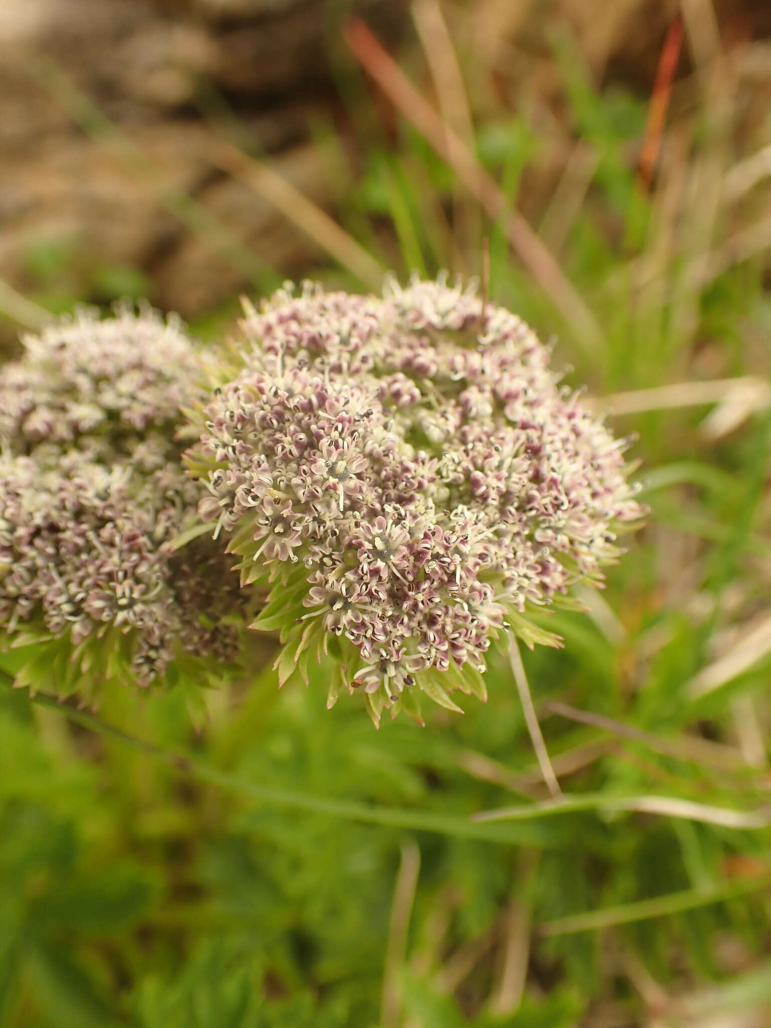 Imagem de Pachypleurum simplex (L.) Rchb.