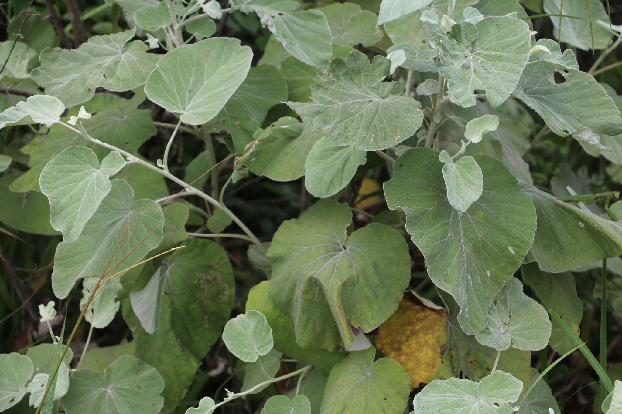 Image of Helichrysum populifolium DC.